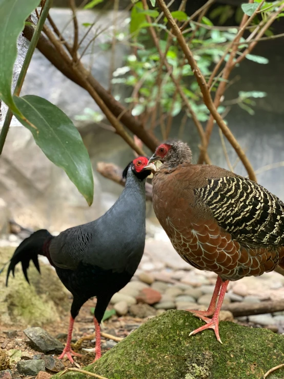 two birds stand next to each other near water