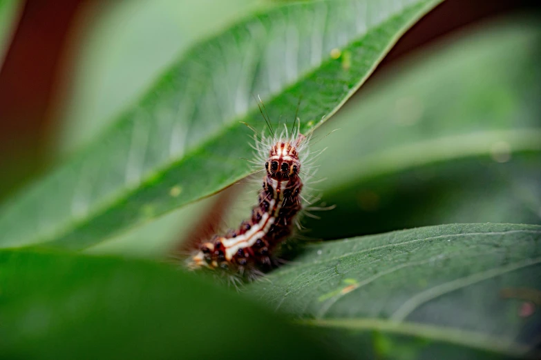 a very pretty little caterpillar crawling on some green leaves