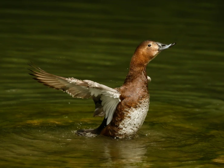 a duck flaps its wings while standing in a pond