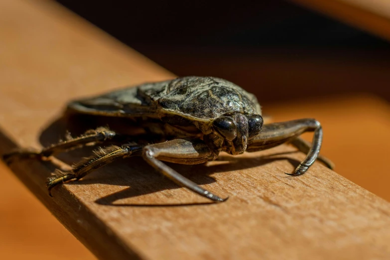 a large insect sitting on top of a wooden table