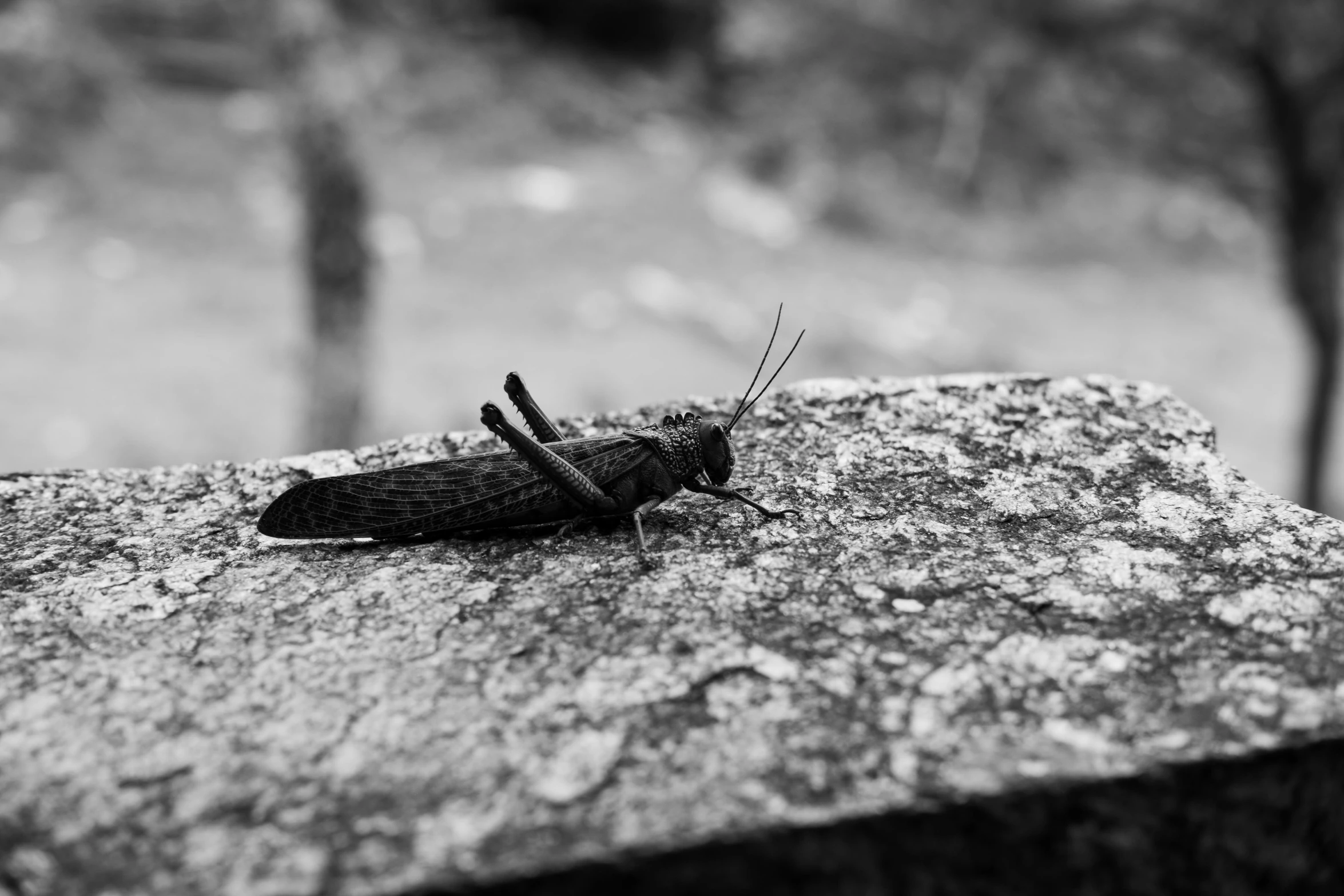 a bug that is sitting on top of a rock