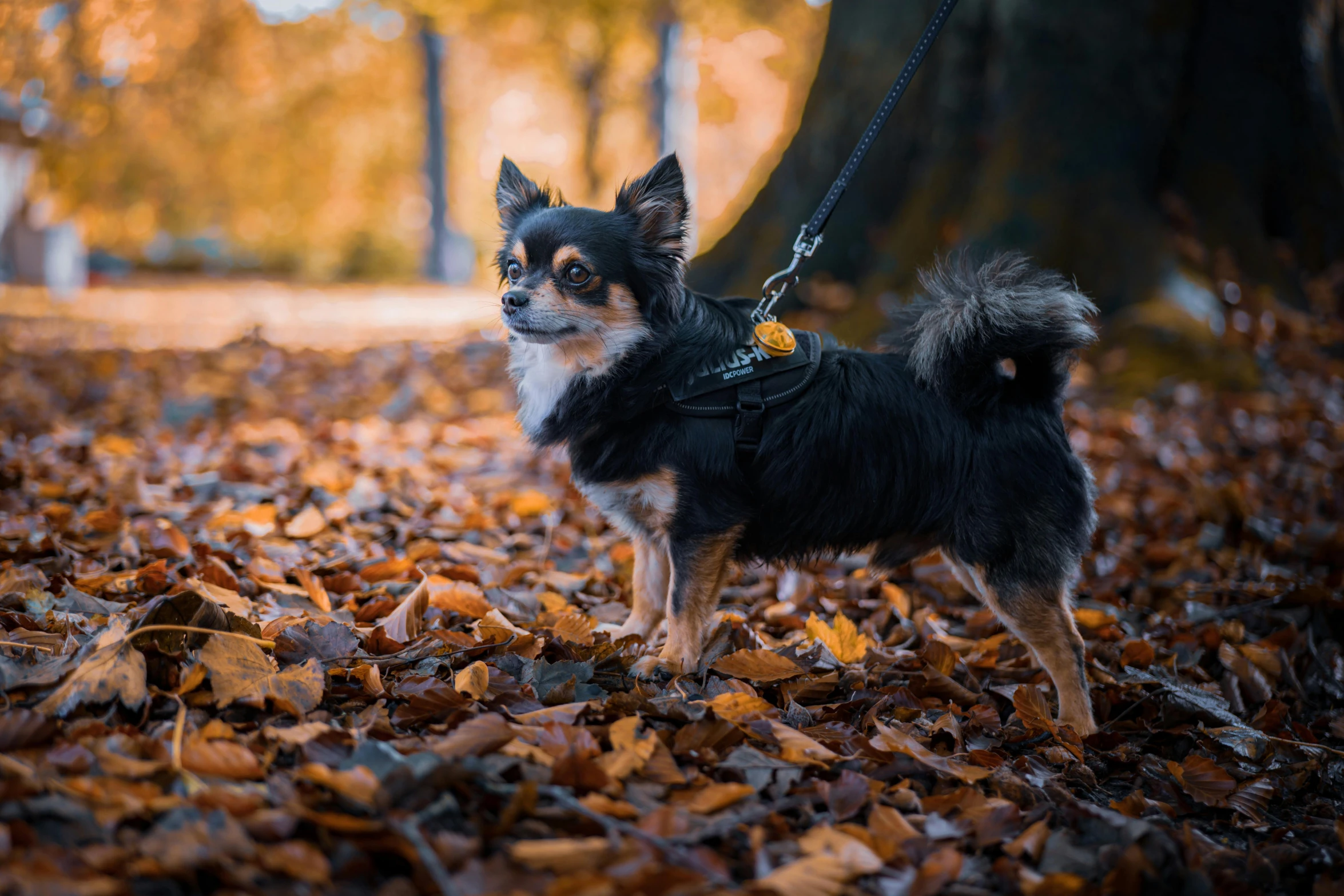 a small dog is tied to a leash outside