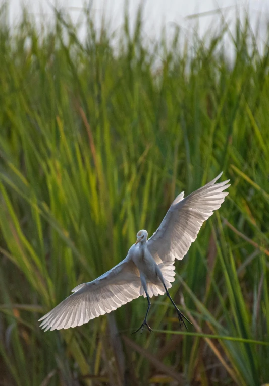 a bird is flying above some tall grass