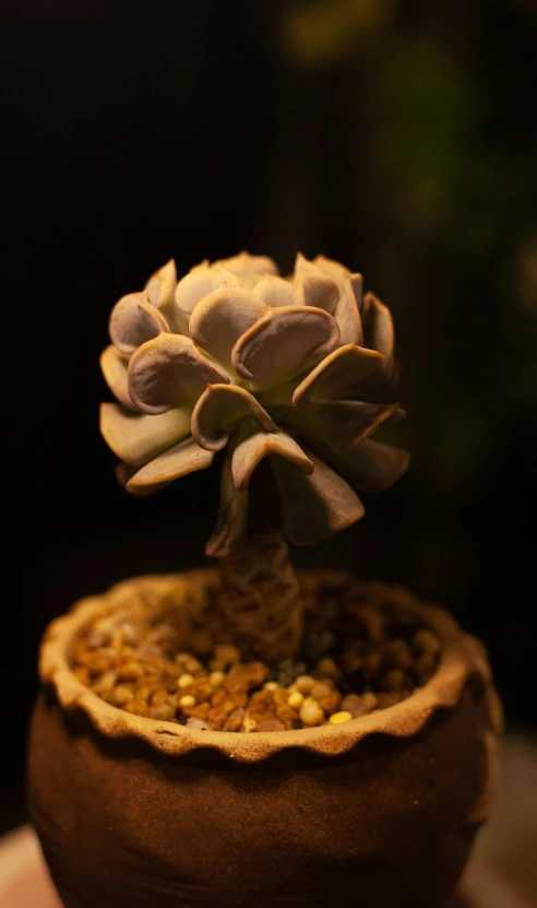 a small potted plant sits in the middle of the ground