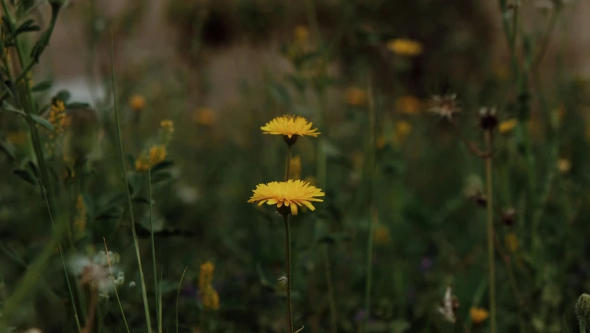 two yellow dandelions growing in the middle of flowers