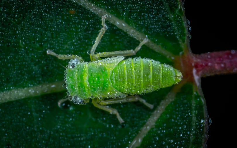 a green bug on a leaf covered with water droplets