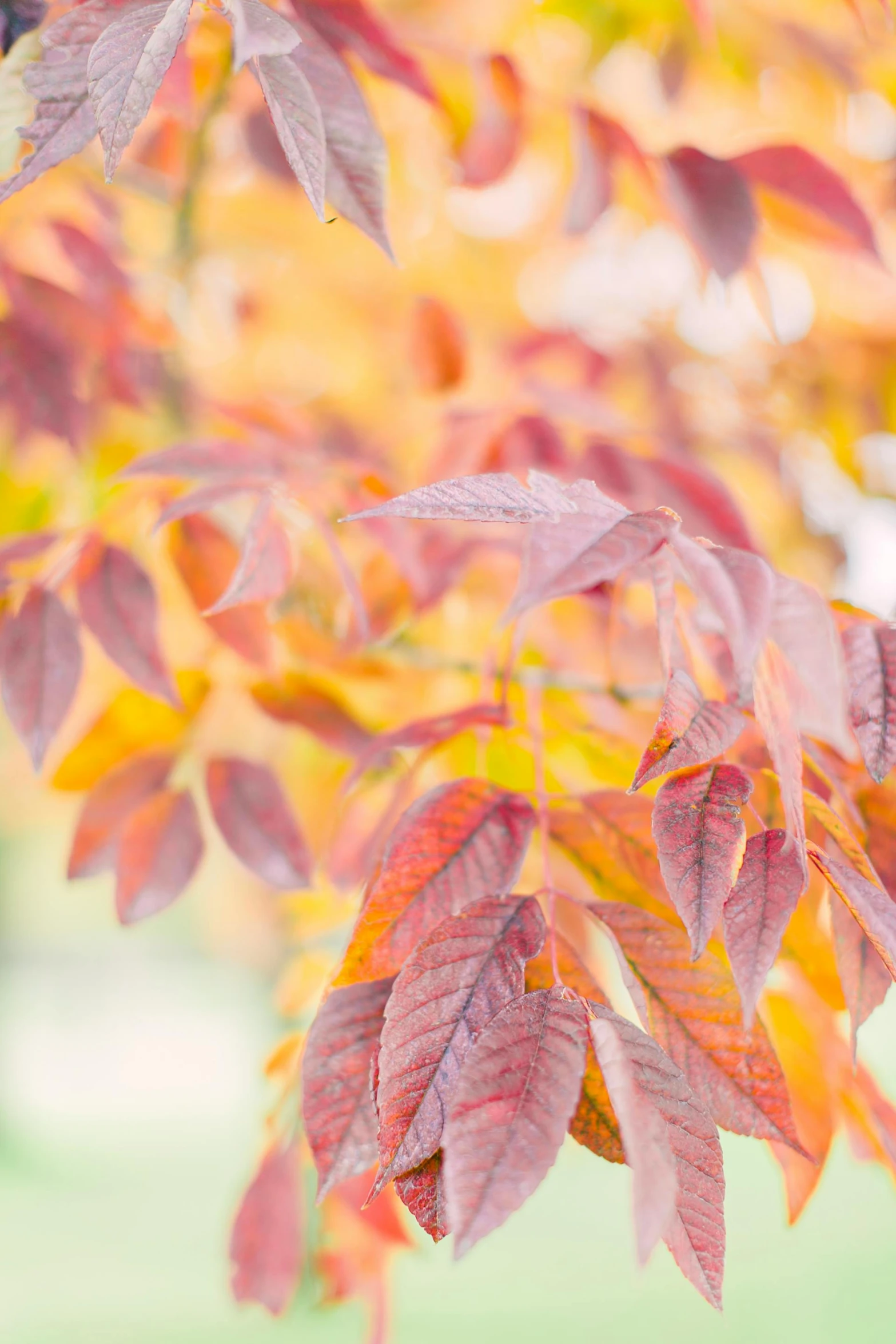 a tree has purple leaves and green grass in the background