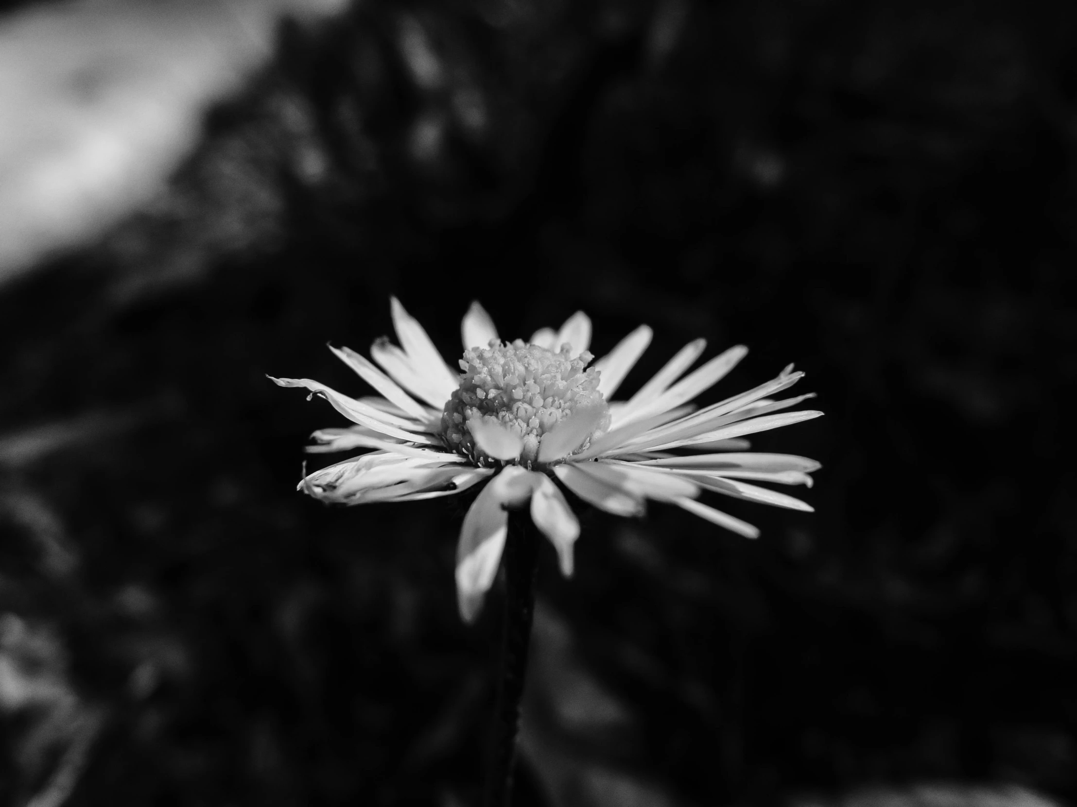 a black and white pograph of a flower