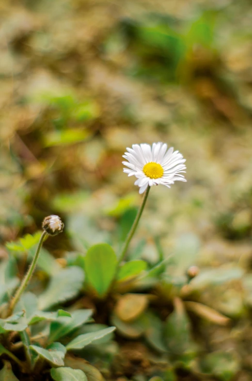 this is a daisy plant that grows on a grassy floor