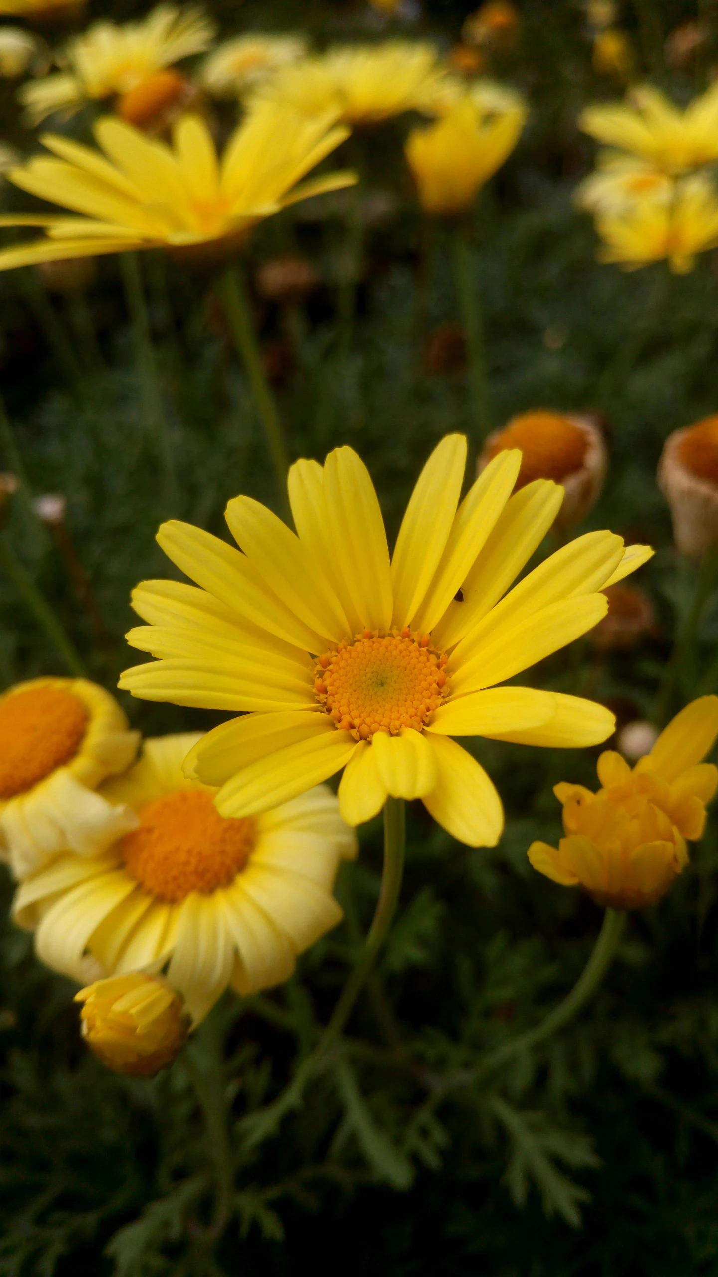 a group of yellow flowers with some blurry in the background