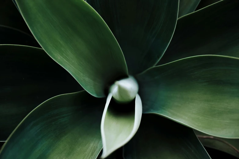 a close - up po of the top of a green plant