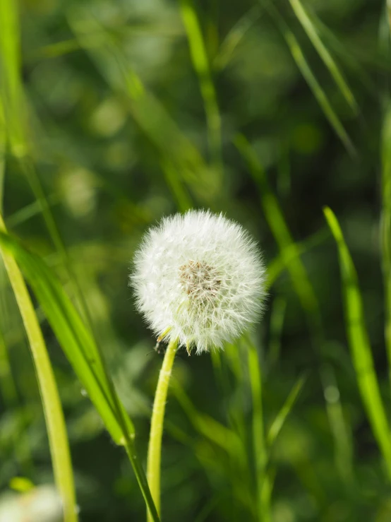 the dandelion is sitting on the green grass