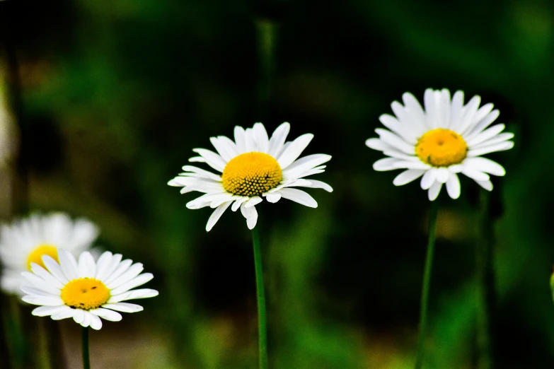 several white and yellow daisies stand near each other