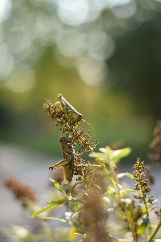 an insect perched on top of plants and stems