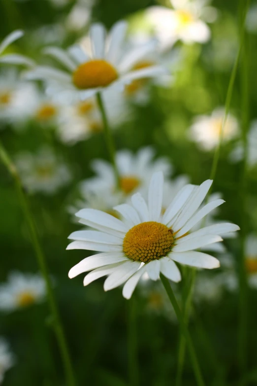 some white daisies are in the sun in a garden