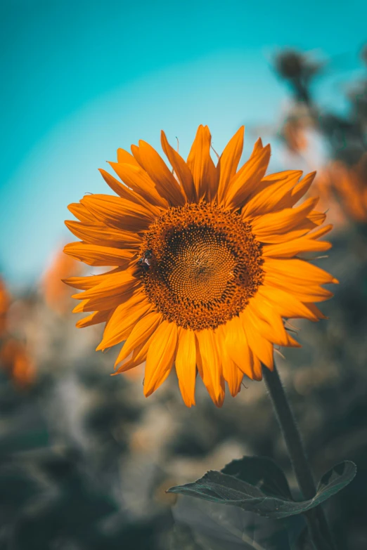 a big flower sits in front of the blue sky