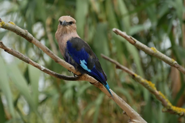 a colorful bird perched on top of a wooden tree nch