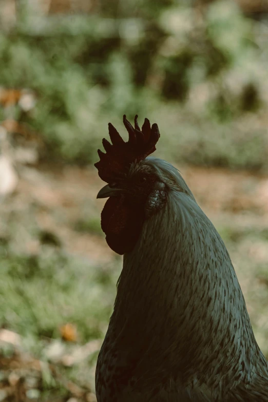 a black chicken walking around in the yard