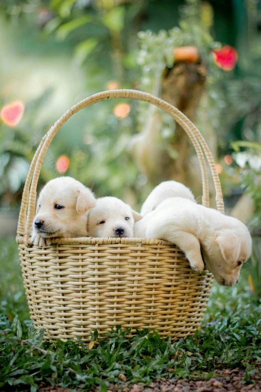 three white puppies laying in a wicker basket