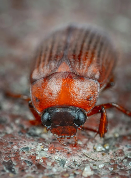 closeup of the head of a red bug