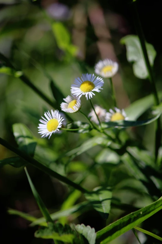 a close up of four white daisies in the grass