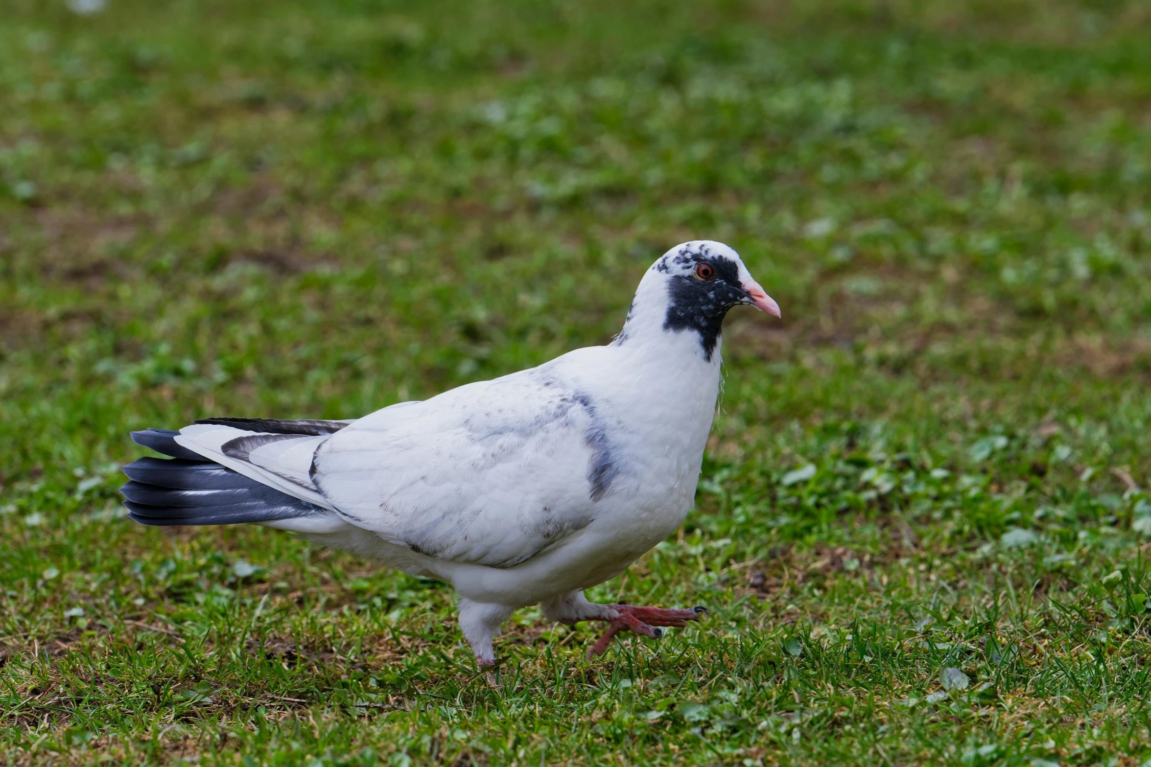 there is a bird walking in the grass