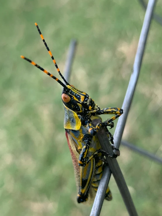 two large insects that are standing on a nch