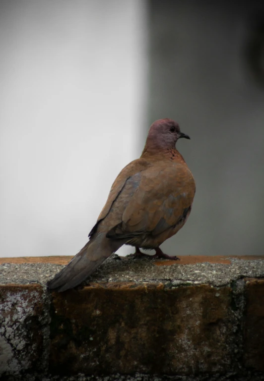 the brown bird is perched on the ledge