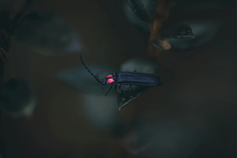 the blue insect is sitting on some green leaves