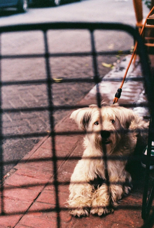 a white fluffy dog sitting next to a chair