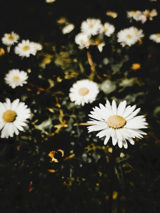several daisies growing on top of grass with light in the background