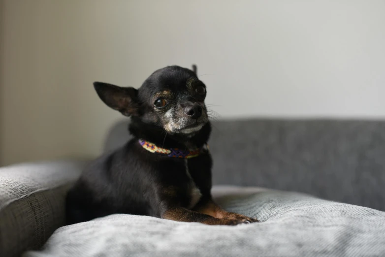 there is a little dog that is sitting on a couch