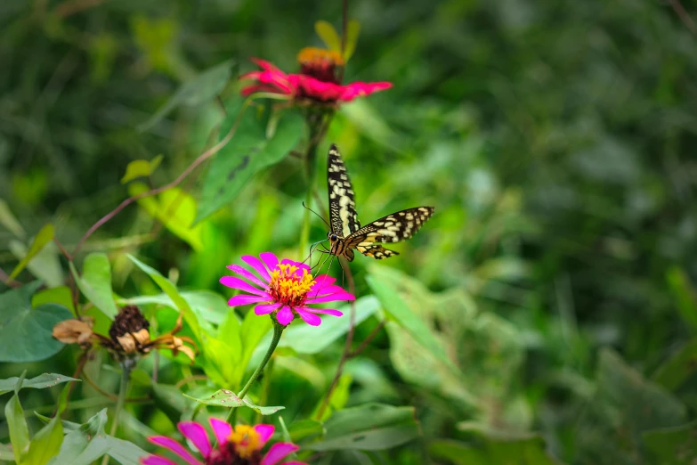 two erflies are on the flower on the green