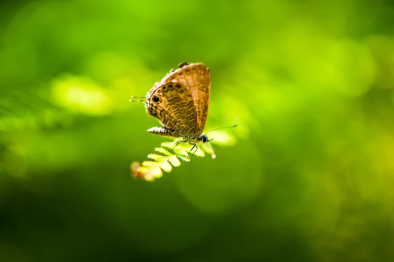 a erfly perched on a leaf, with sunlight shining on the leaves