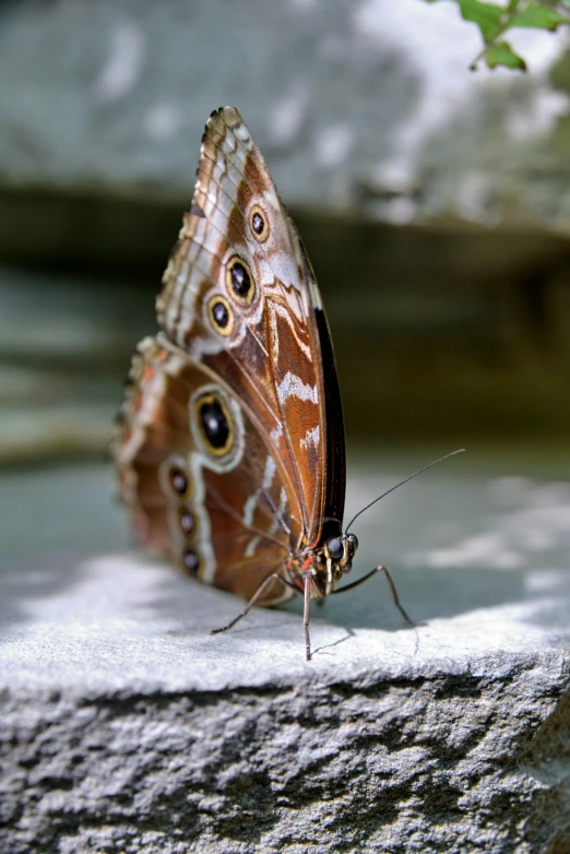 a erfly with large eyes is perched on a rock