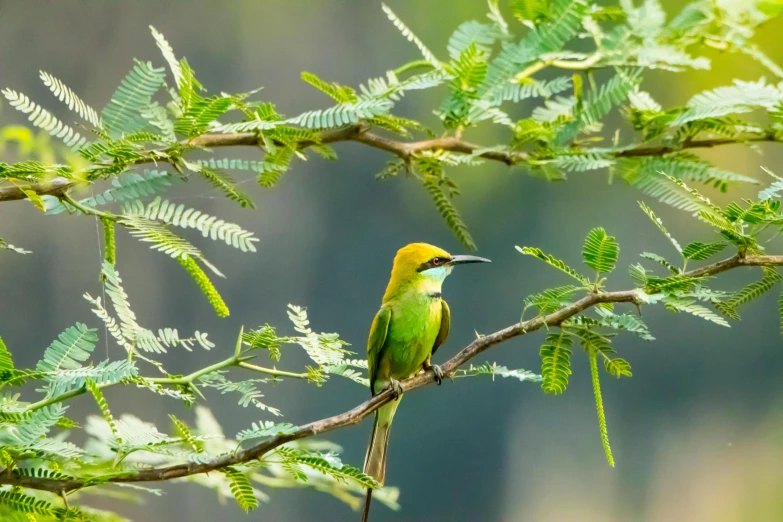 a bird is sitting on a nch of a tree