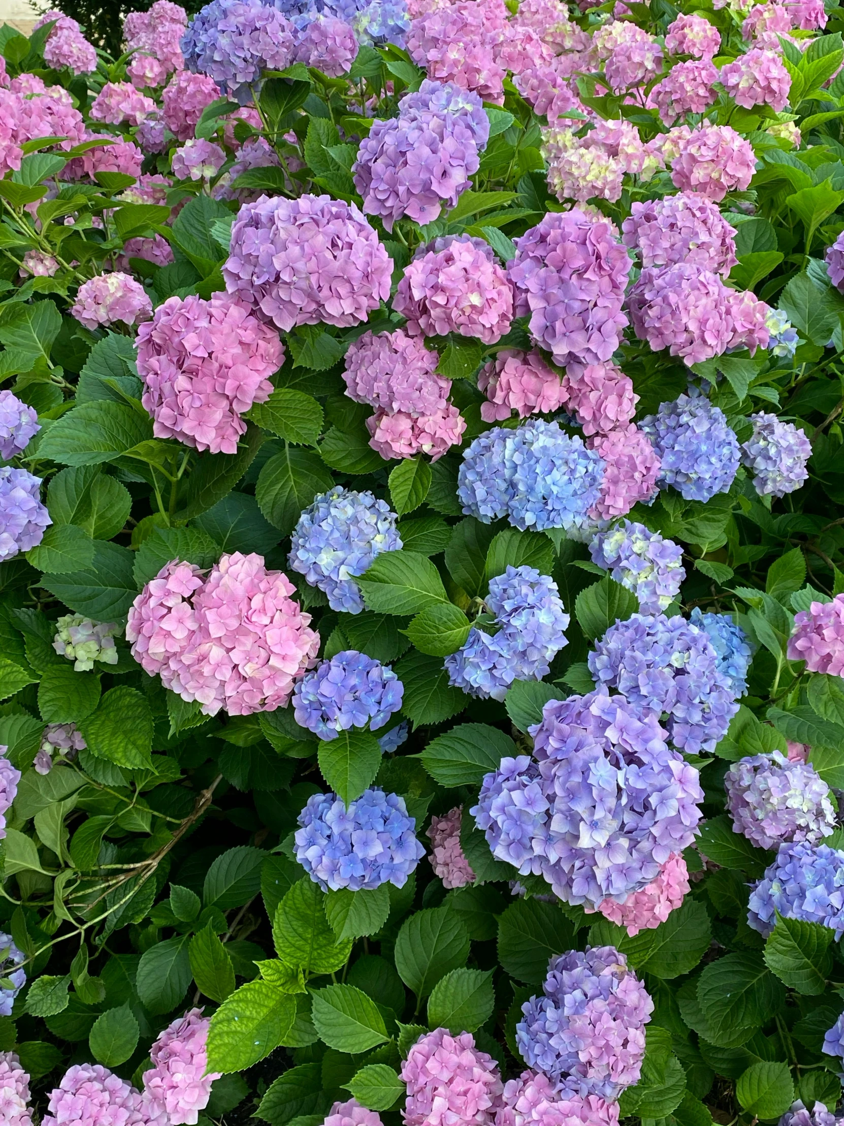 a purple flower is next to some green leaves