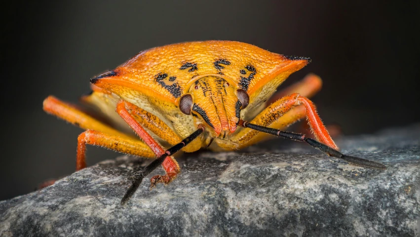 a close up view of the face and back of an orange insect with red legs