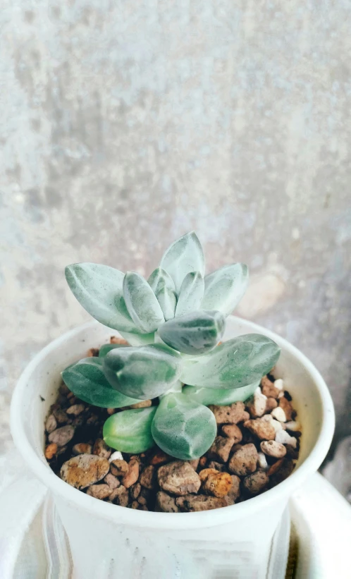 a green plant sitting on top of a cup next to another potted plant