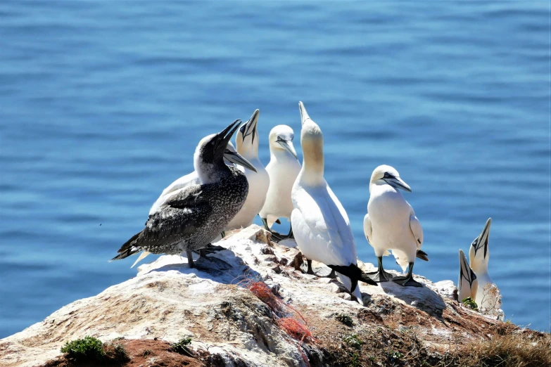 a large group of seagulls that are on a rock