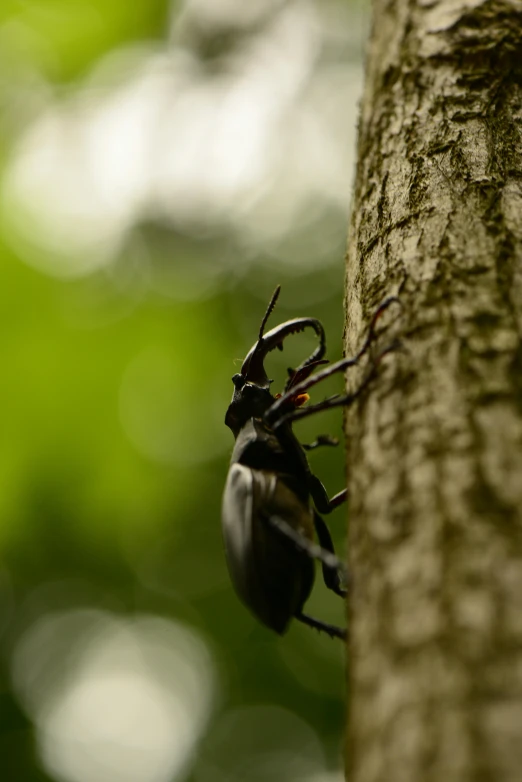 a black insect crawling up a tree trunk