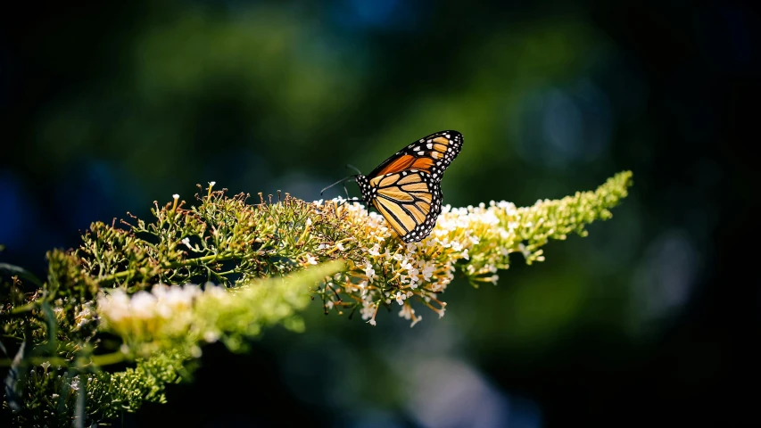 a erfly is sitting on some leaves