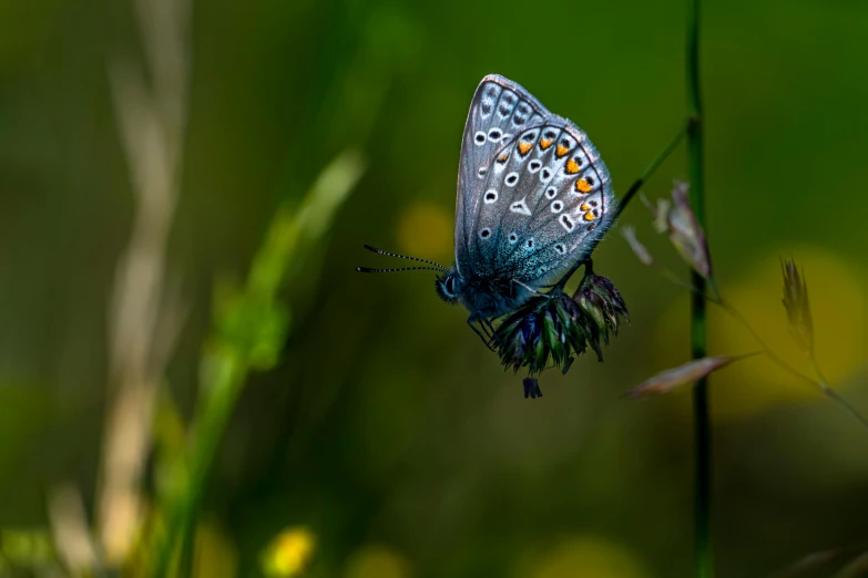 blue erfly sits on the tip of some very small flowers