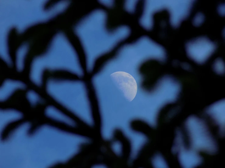 the moon seen through leaves from tree