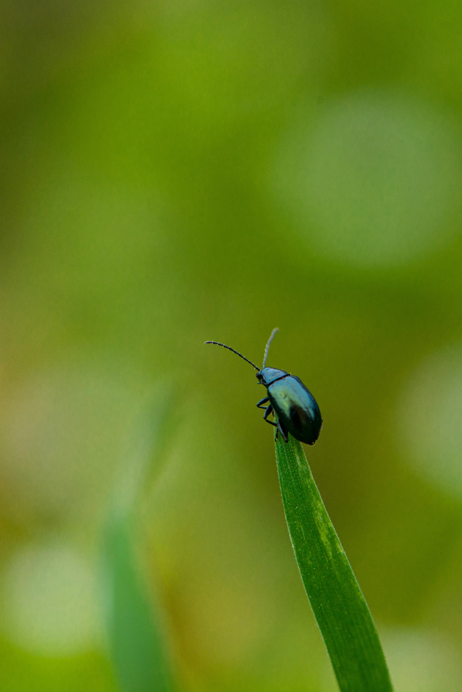 a bug with blue wings sits on top of a leaf