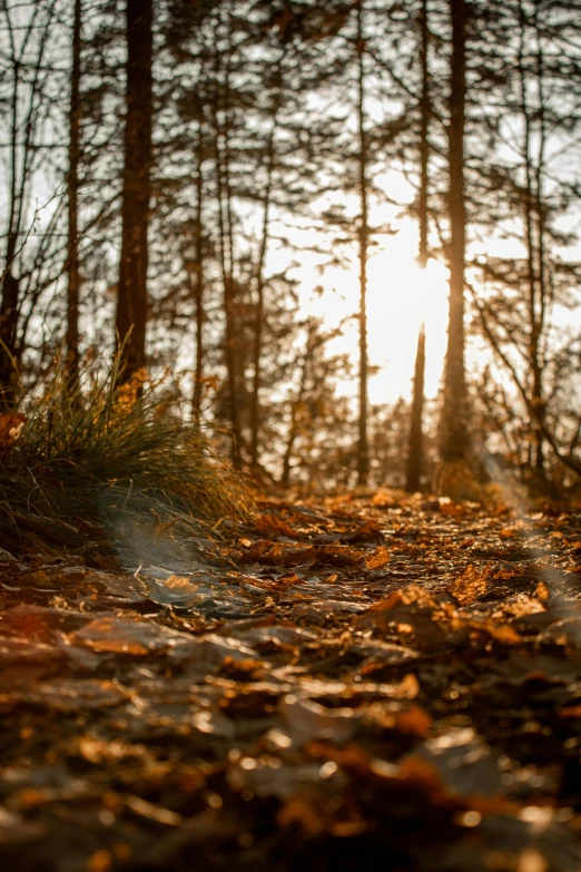 a bench in the forest during the day