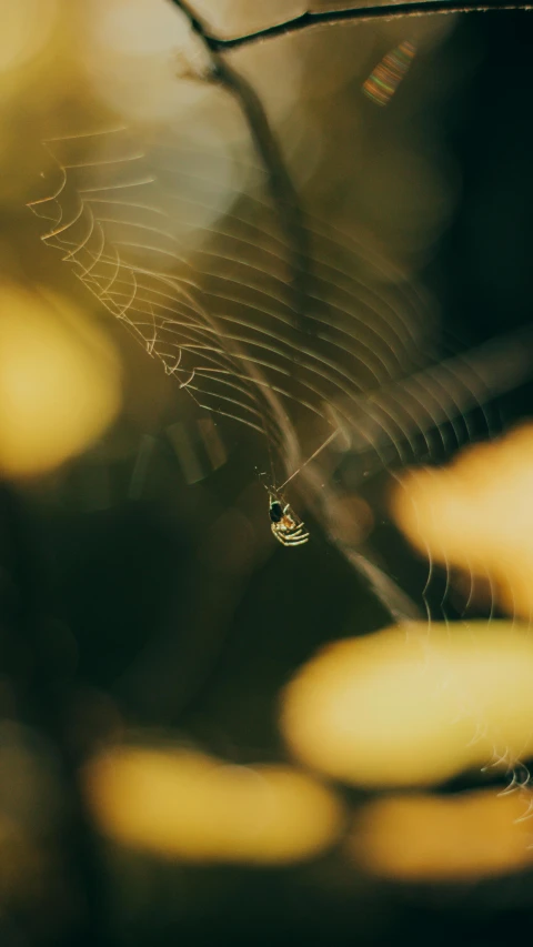 a spider on it's web in a forest