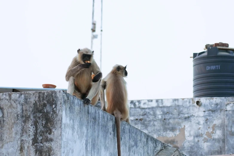 monkeys are sitting on the top of an old cement wall