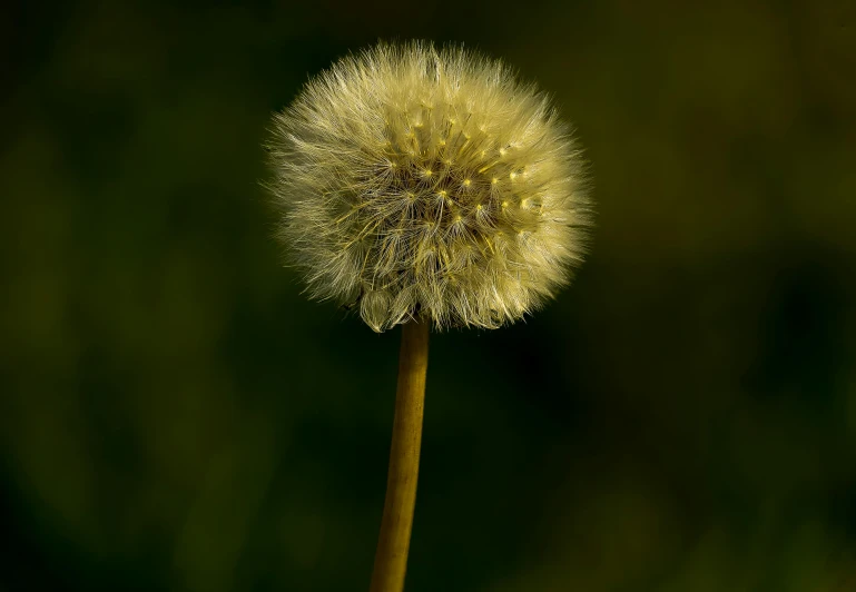 a dandelion with lots of seed heads hanging out