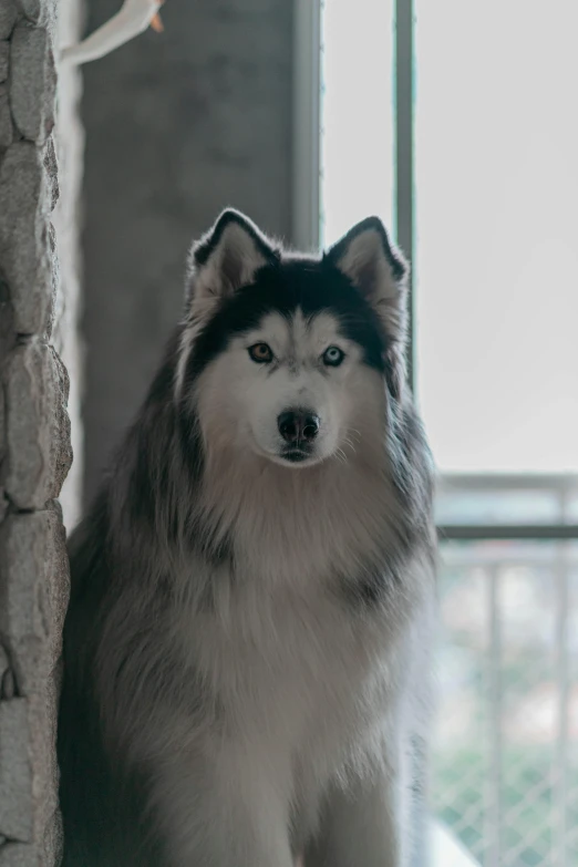 a dog with blue eyes standing in front of a stone wall